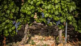 Imagen principal de la ficha